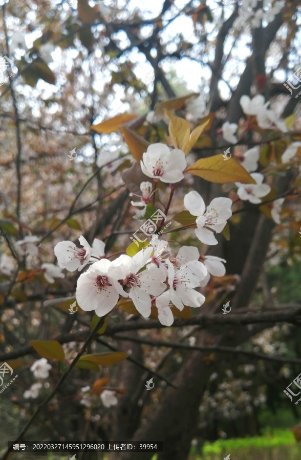 紫叶李春花浪漫