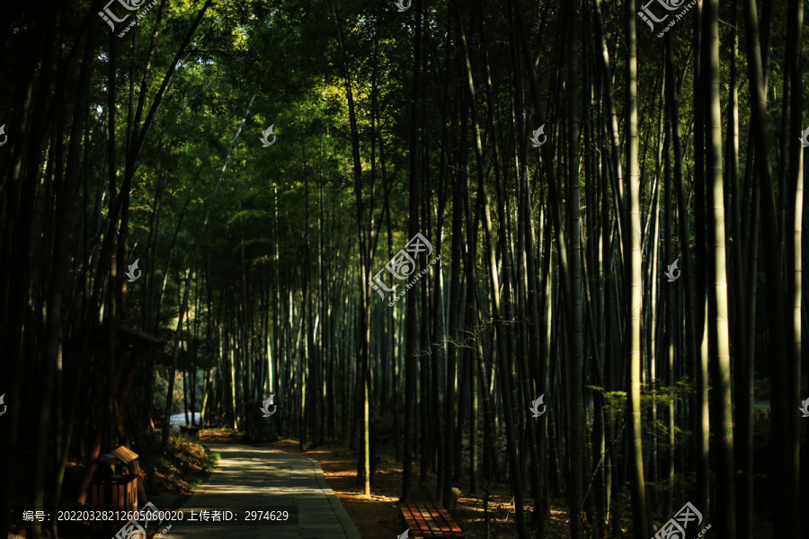 南山竹海竹林