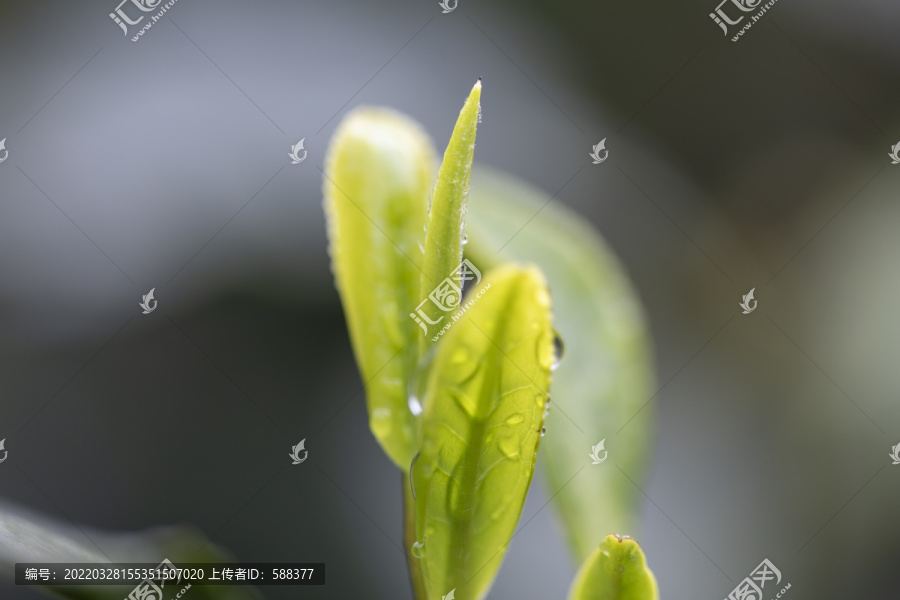 杭州西湖龙井明前新茶嫩茶特写