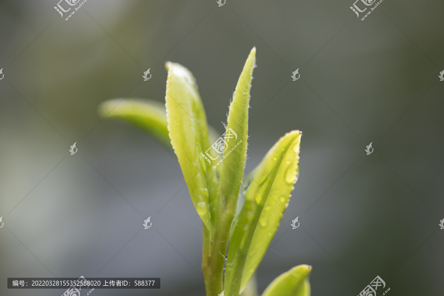 杭州西湖龙井明前新茶嫩茶特写