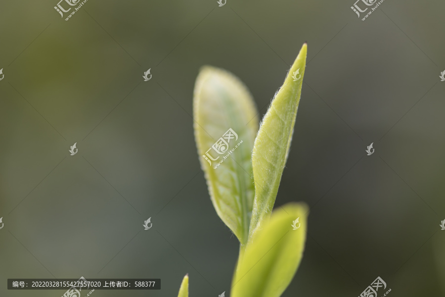 杭州西湖龙井明前新茶嫩茶特写