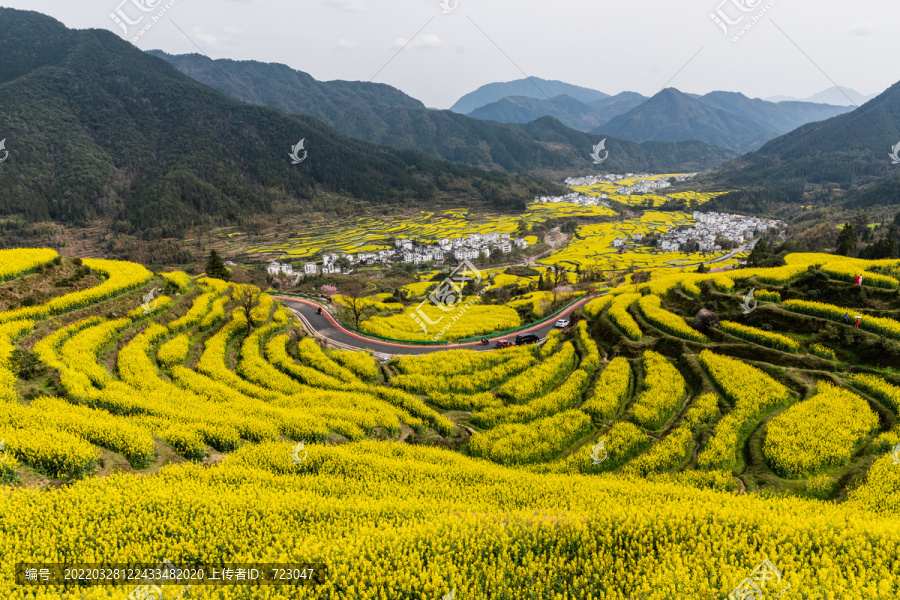 婺源江岭油菜花