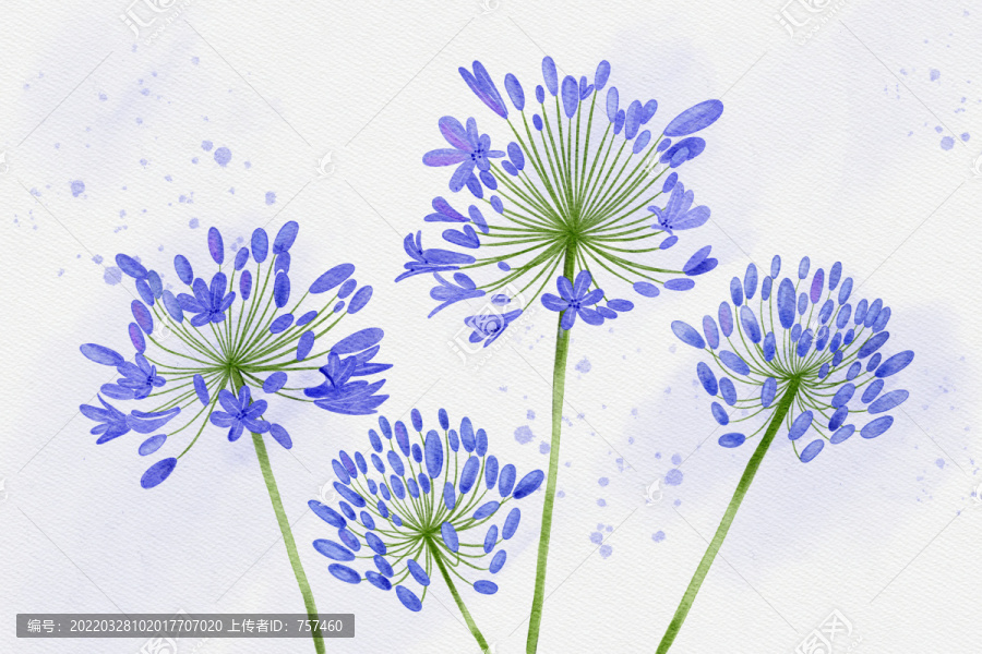 百子蓮花朵