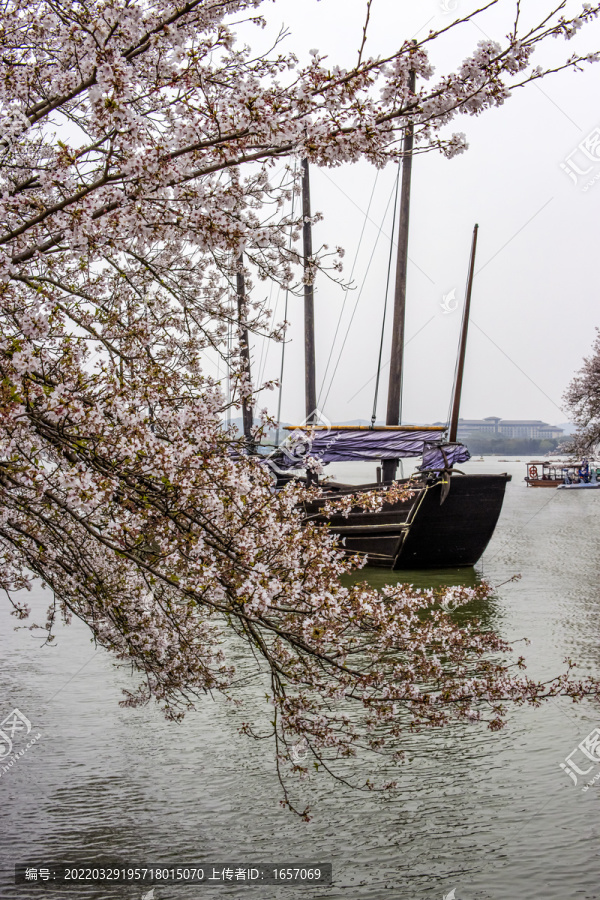 樱花和太湖帆船