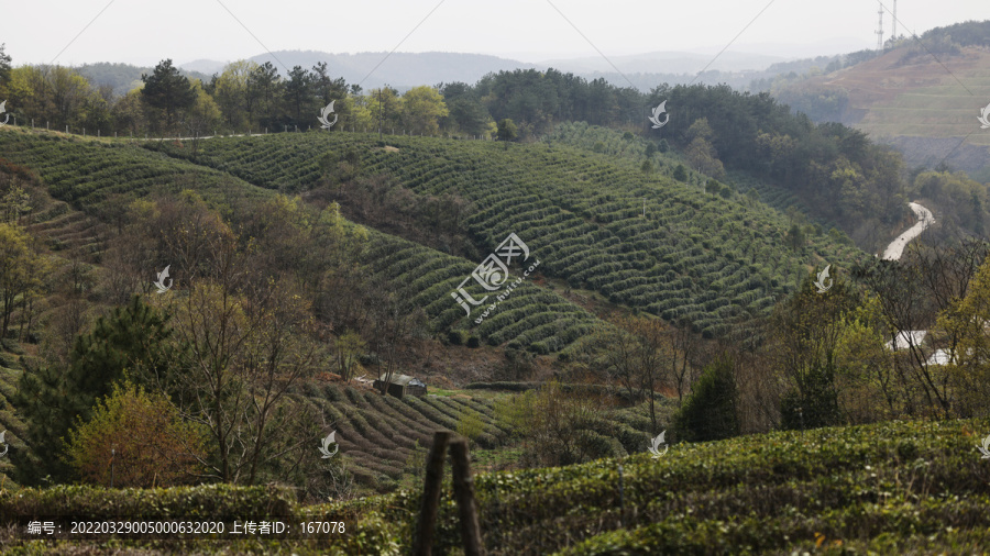 高山茶场