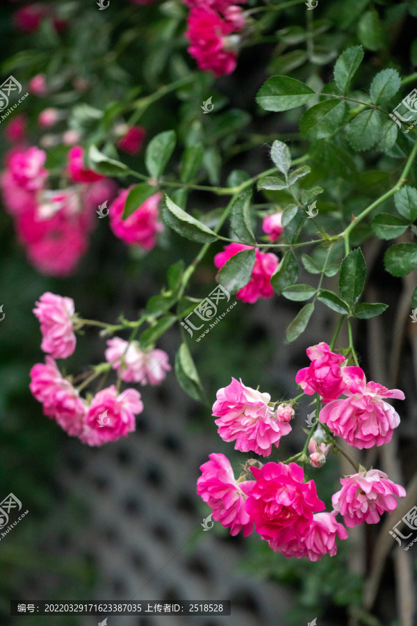 春天野花花朵蔷薇花盛放