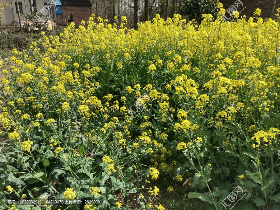 油菜花
