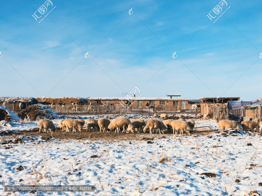 牧民定居点羊群冬季牧场