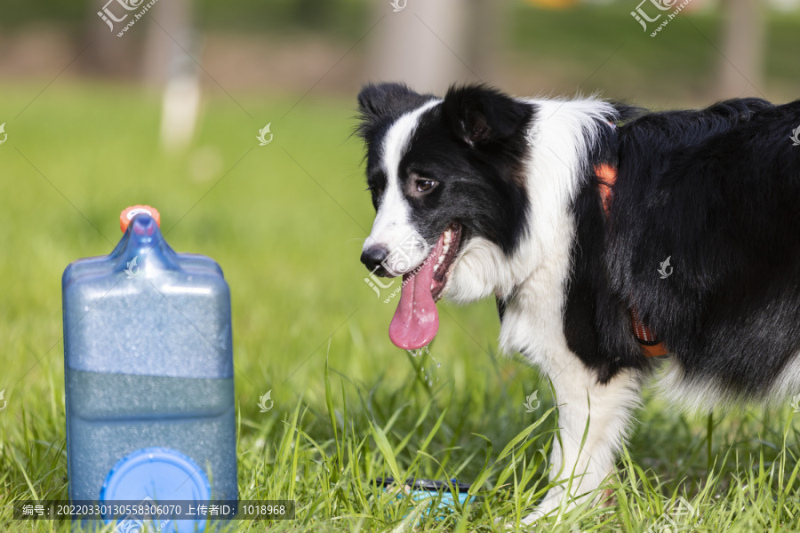 牧羊犬喝水