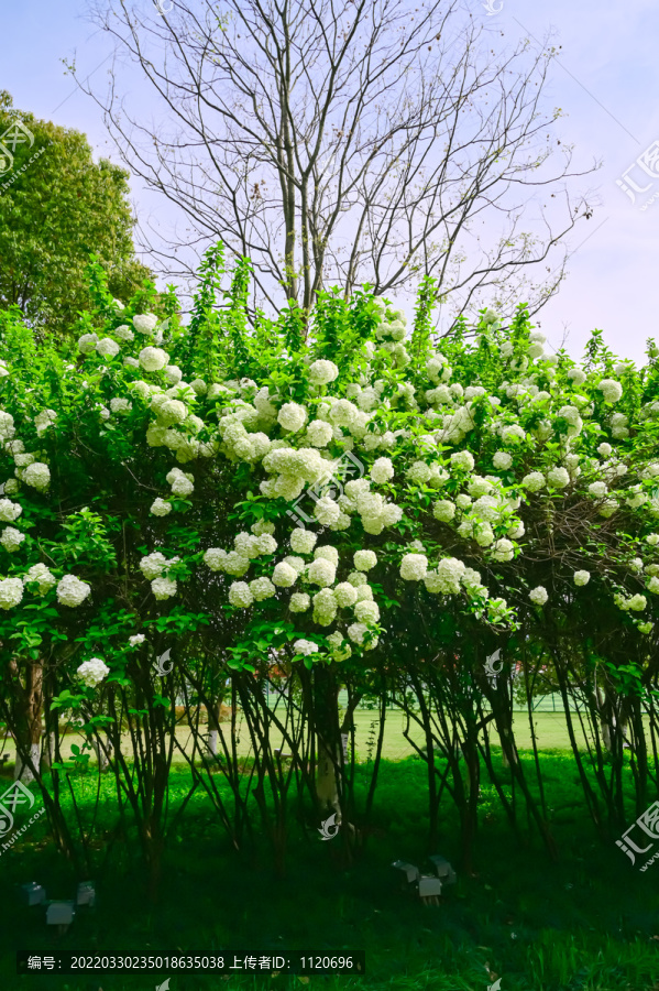 春天公园阳光下的木绣球花花海