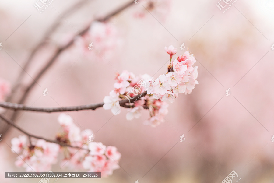 春天户外粉色樱花特写背景图