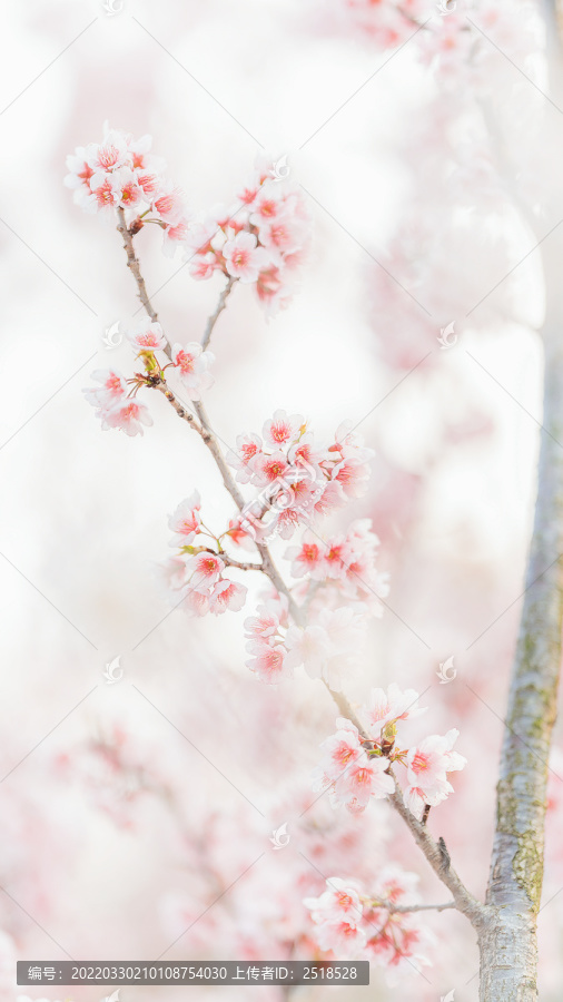春天户外粉色樱花绽放背景图