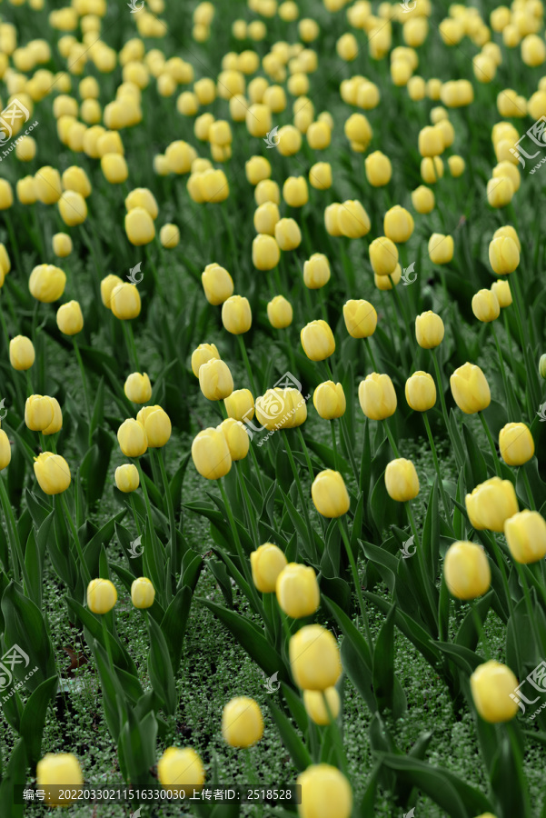 春天花朵黄色郁金香花海背景