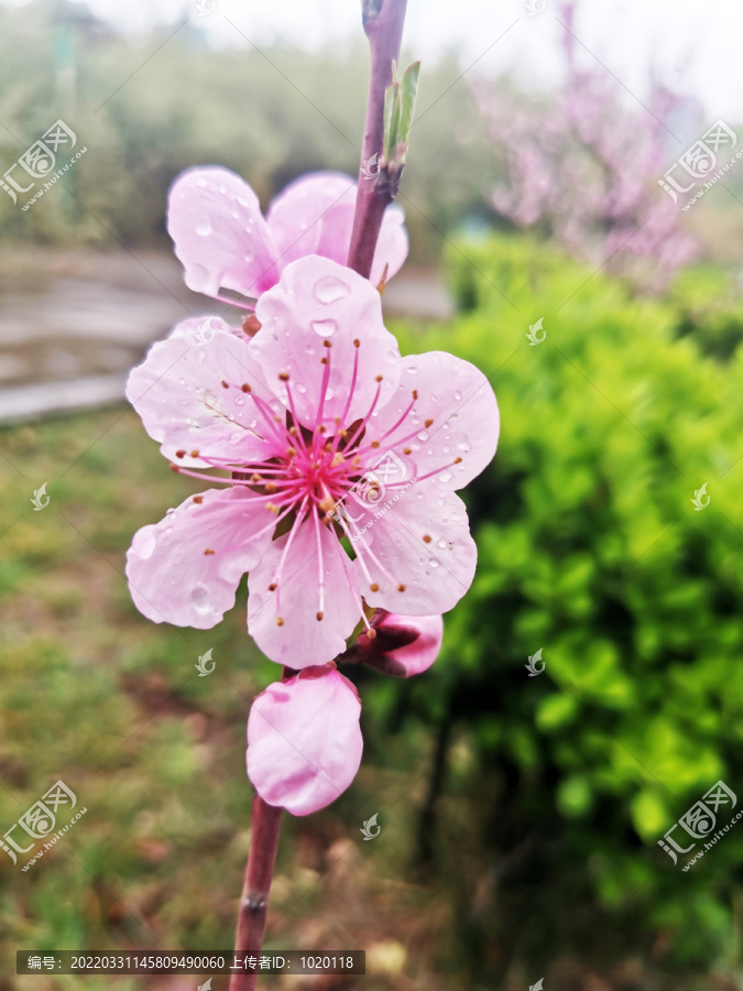 桃花朵朵