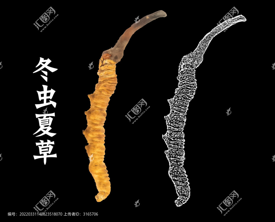 蟲草