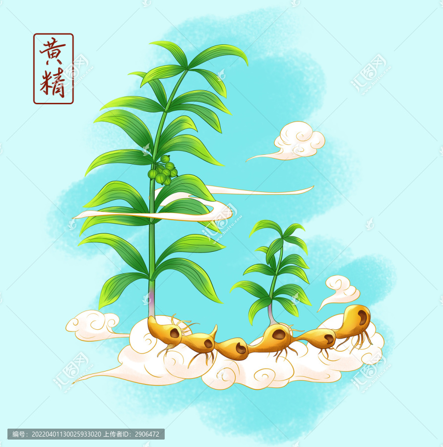 中草藥黃精手繪插畫