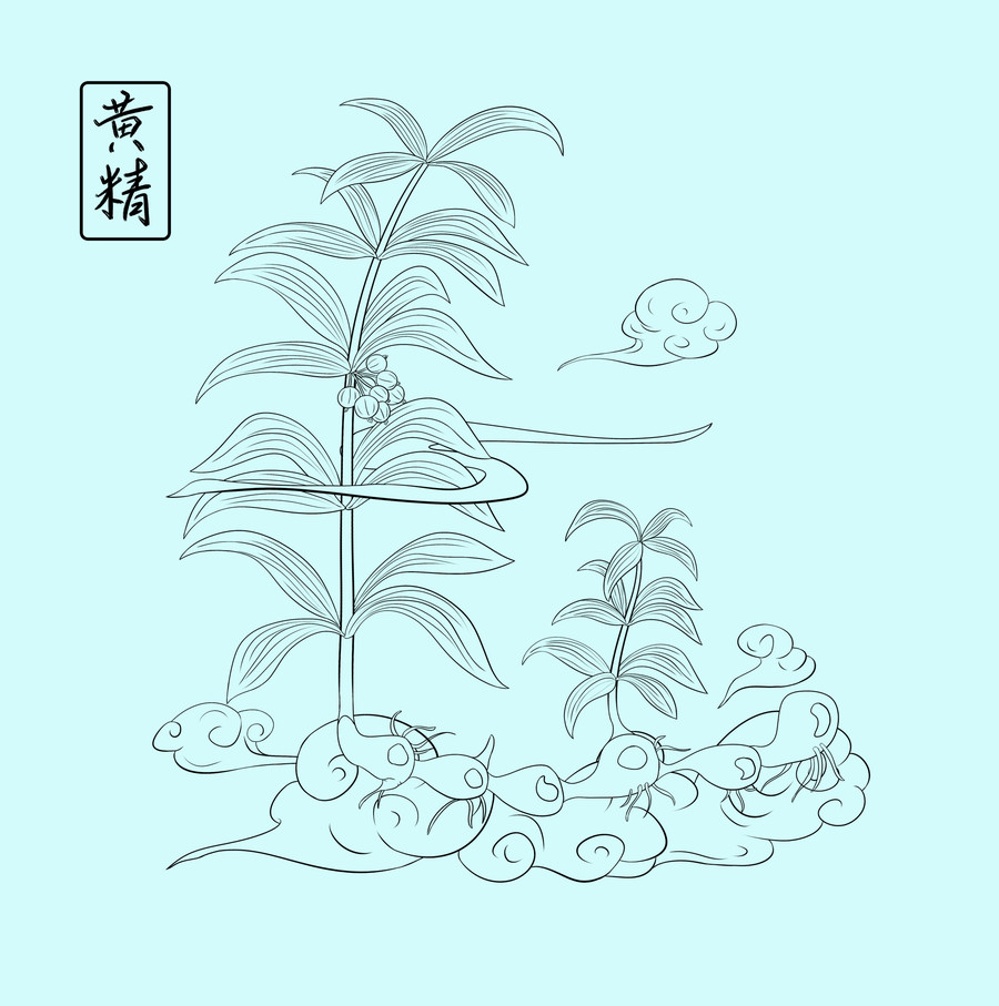 中草藥黃精手繪插畫
