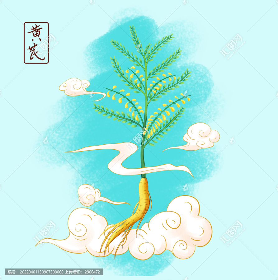 中草藥黃芪手繪插畫