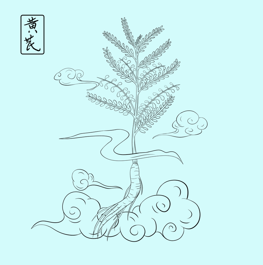 中草藥黃芪手繪插畫