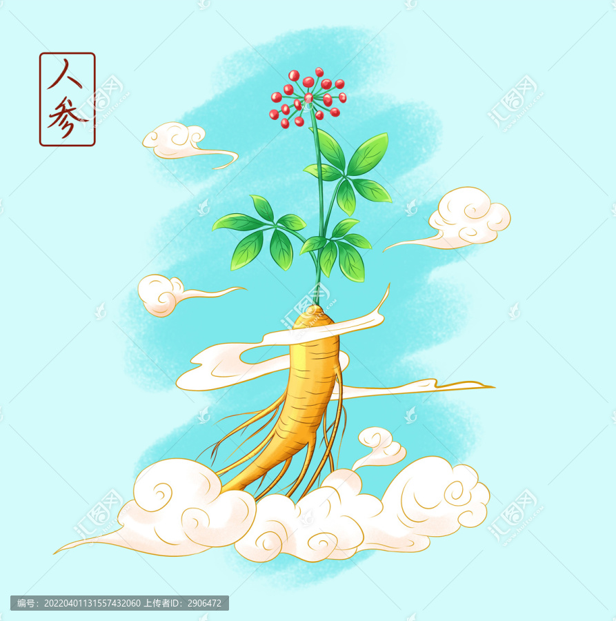 中草藥人參手繪插畫(huà)