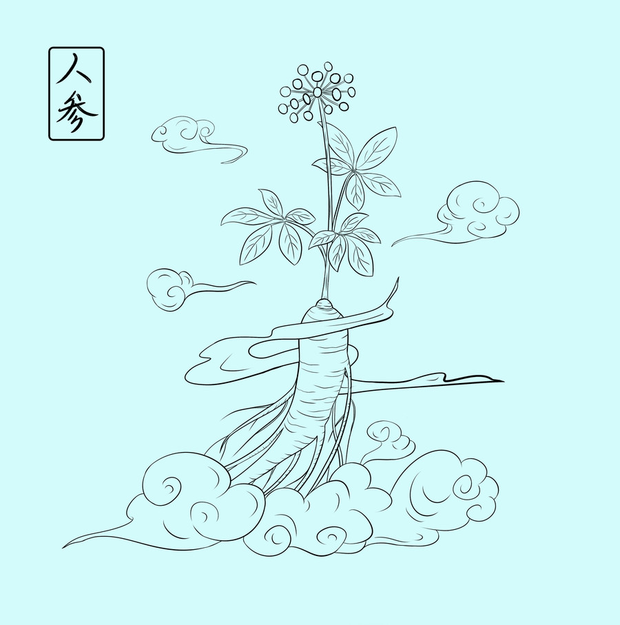 中草藥人參手繪插畫(huà)
