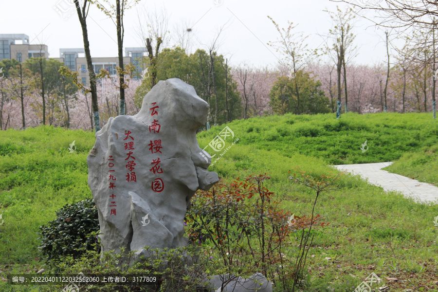 中国药科大学云南樱花园