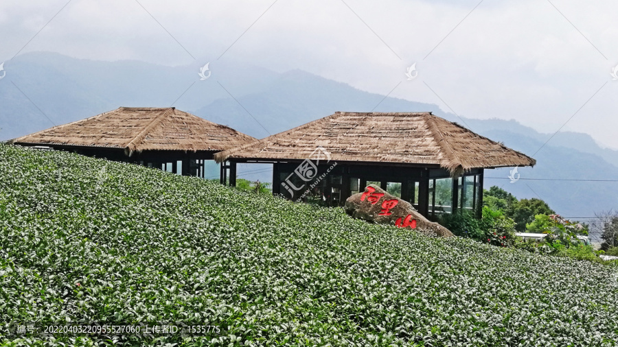 高山茶叶生态茶园