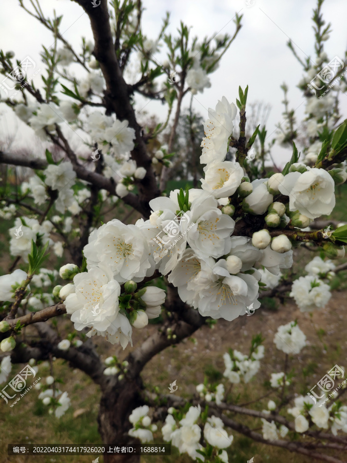 桃花