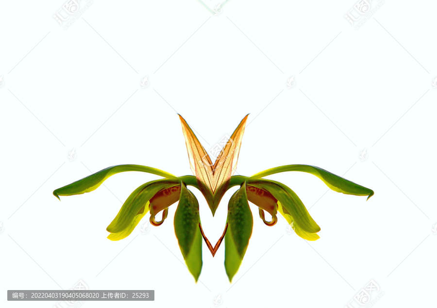 蘭花素材