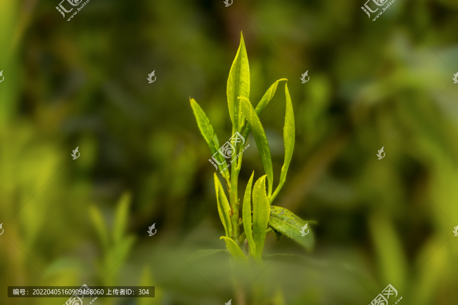 古树春茶新芽