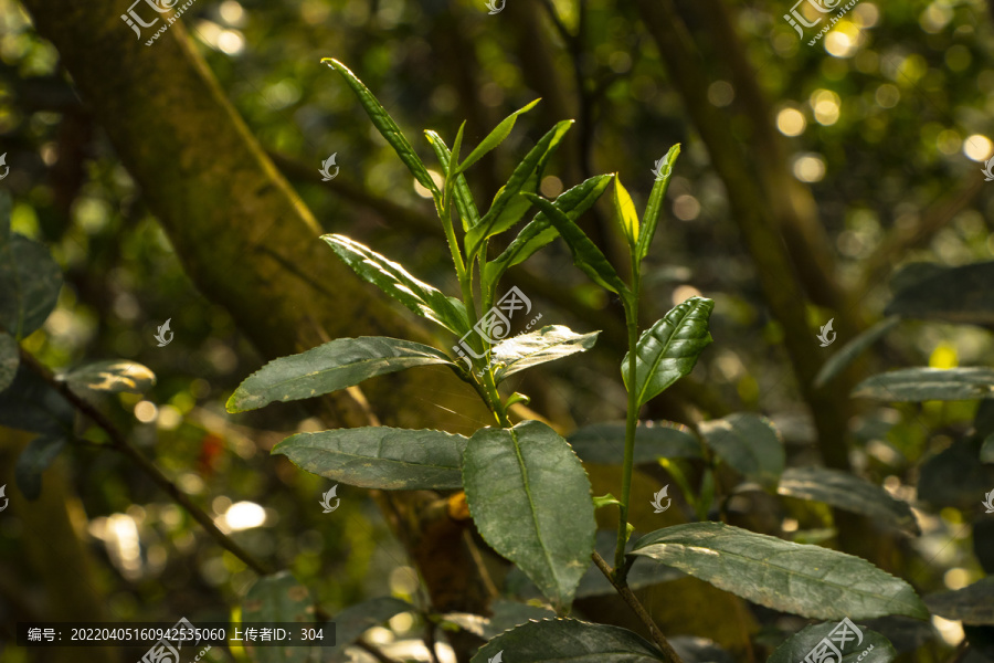 古树春茶新芽