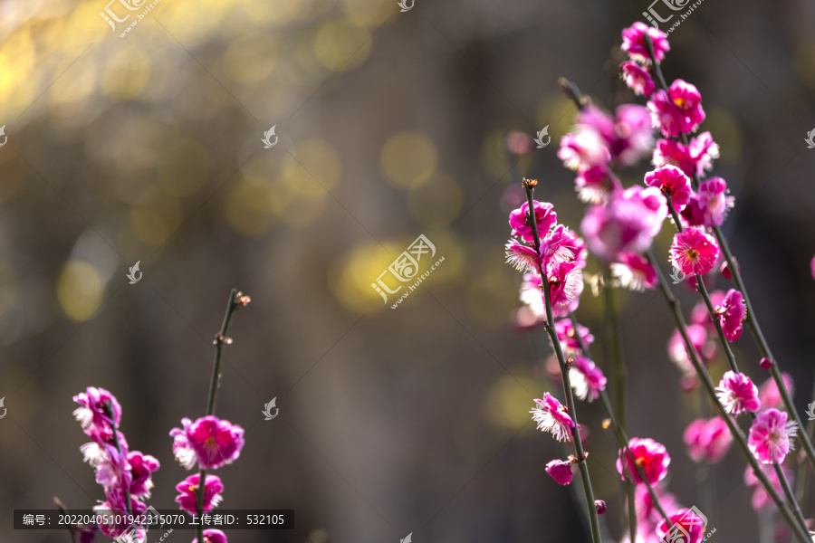 红梅花儿开