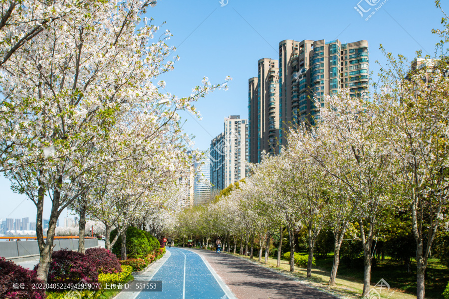 杭州滨江樱花跑道