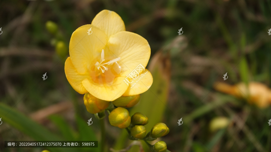 香雪兰花