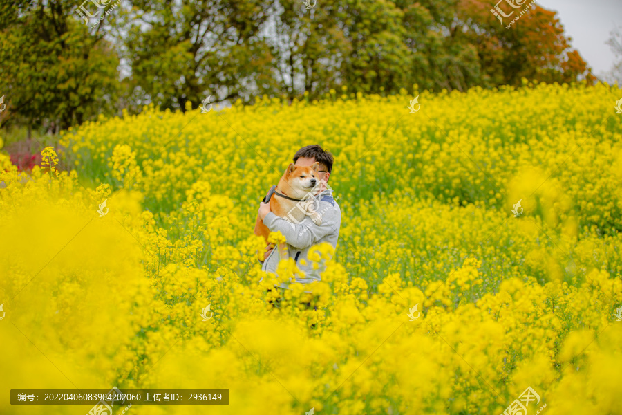 日本柴犬高清写真