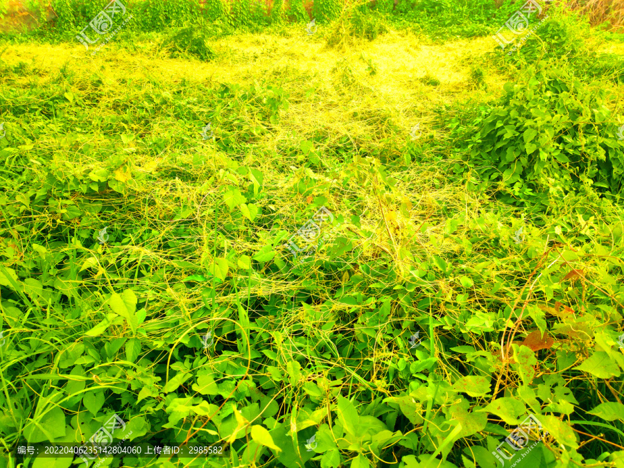 绿色植物