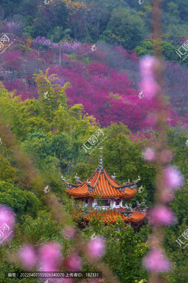 春日花美满山坡