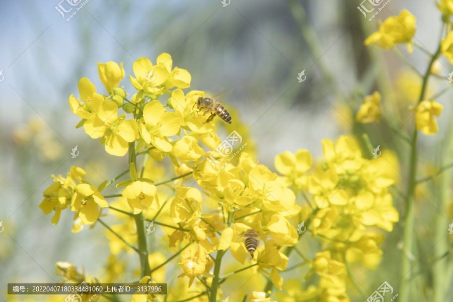 春天盛开的油菜花蜜蜂采蜜