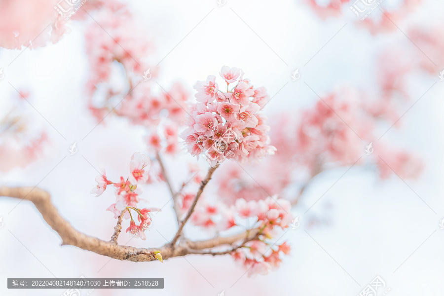 春天粉色樱花唯美梦幻背景