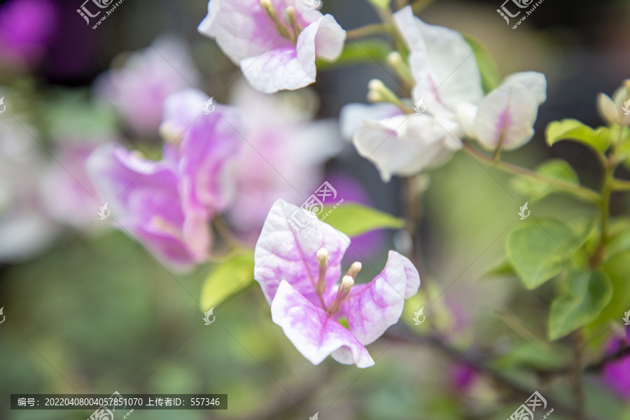 杜鹃花