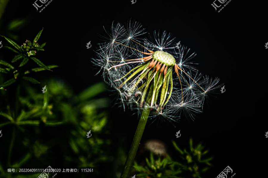 蒲公英小草