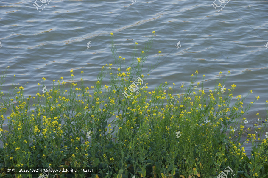 水边油菜花花丛