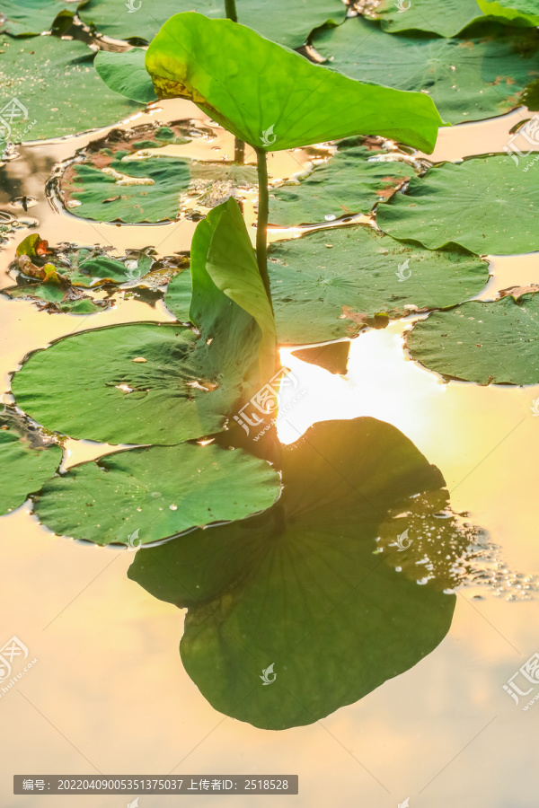 夏季荷叶露珠水滴绿色背景