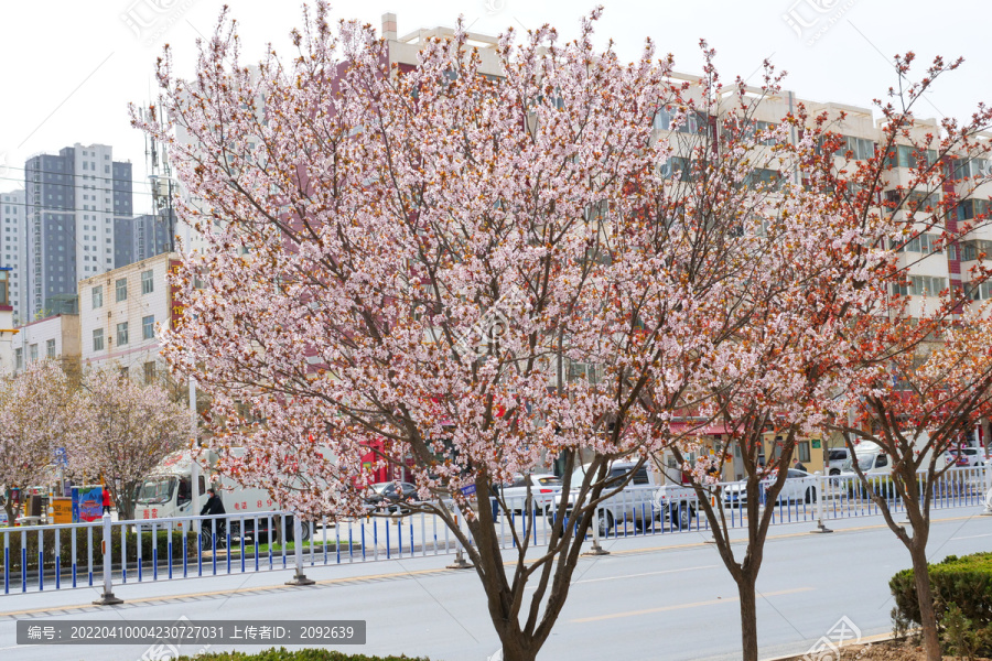 北京春季樱花