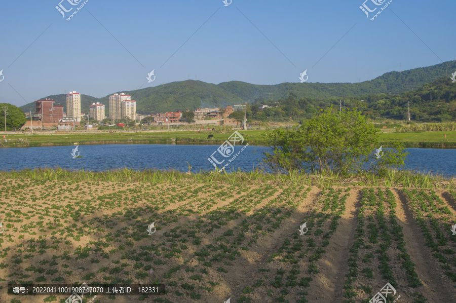 花生地农田风景