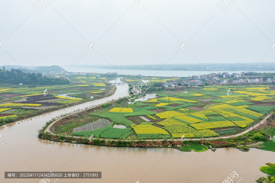 萱洲古镇油菜花田