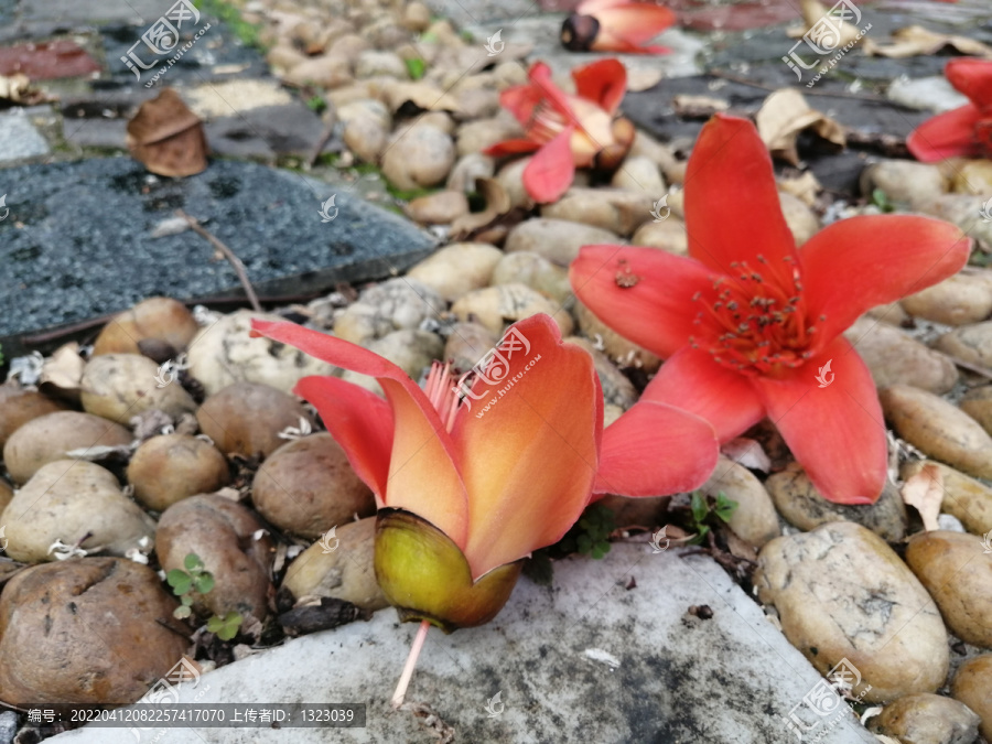 木棉花