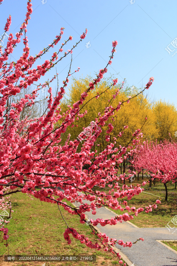 红樱花