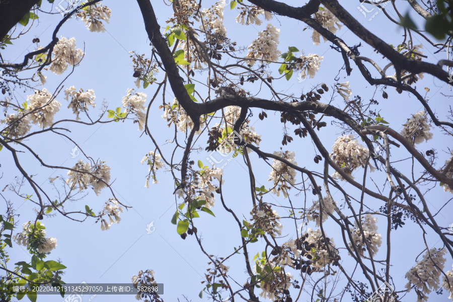 泡桐花