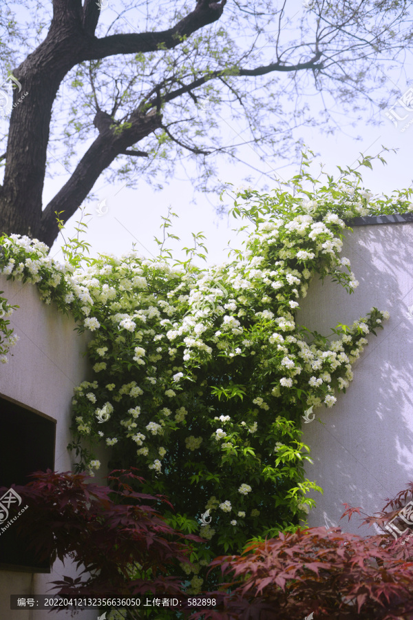 院墙木香花开